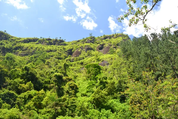 Floresta do Sri Lanka — Fotografia de Stock