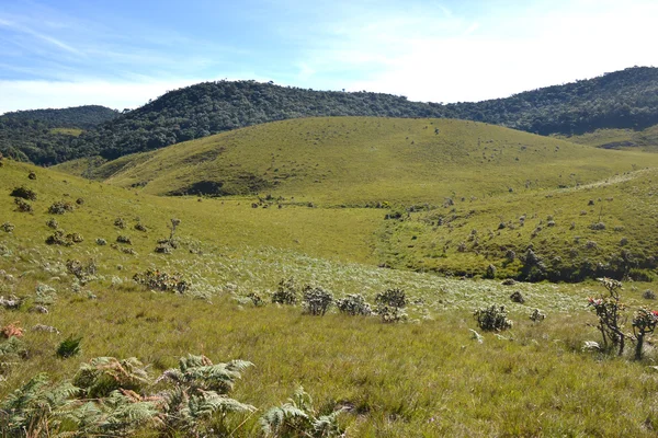 Nationaal park Horton Plains Stockfoto