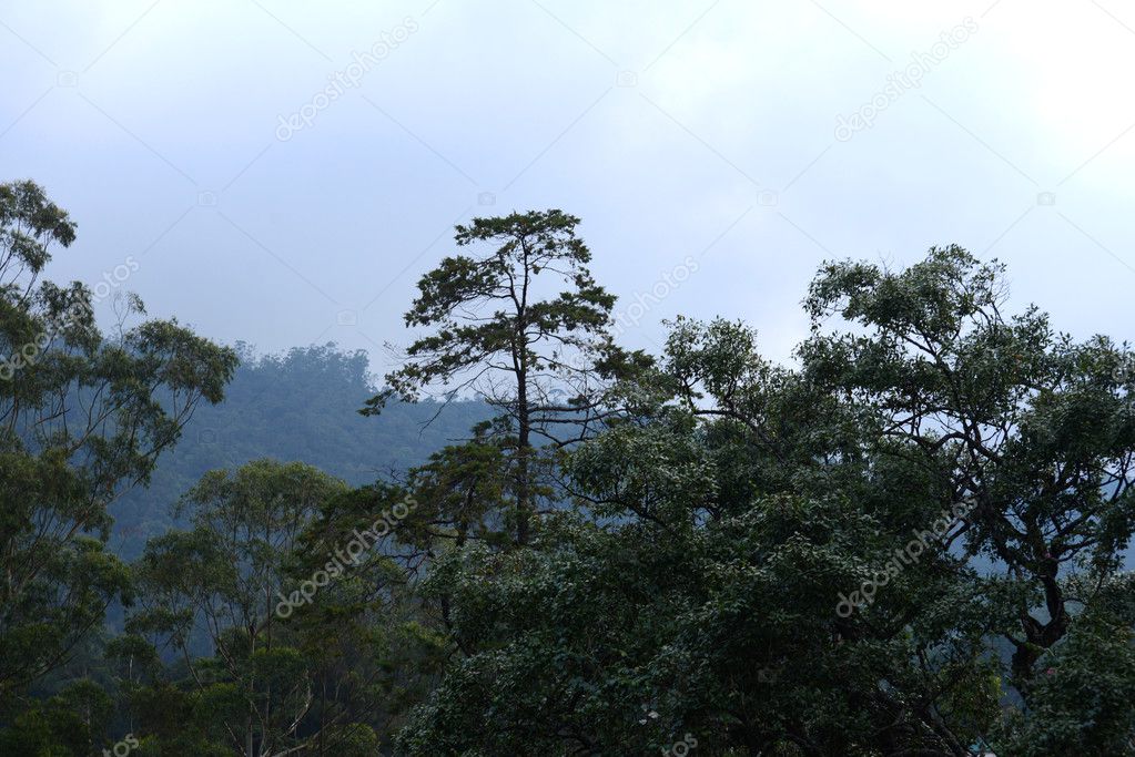 Sri Lankan Forest