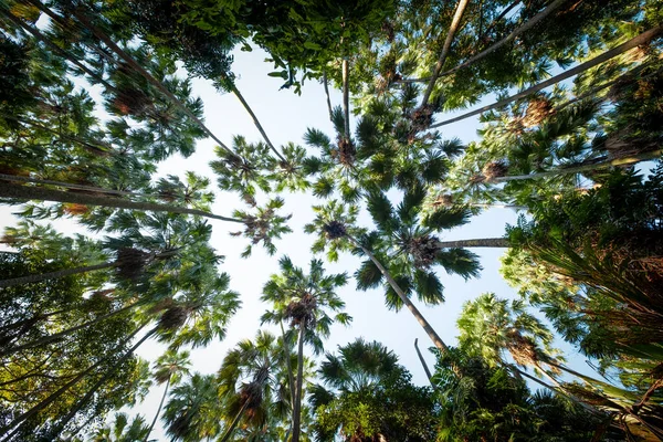 Taraw Palm Trees Sky Background Scientific Name Livistona Saribus — Stock Photo, Image