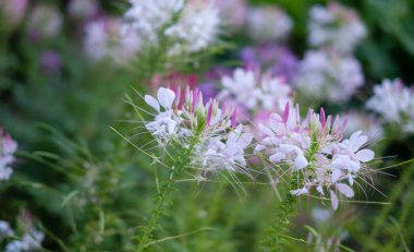 Bahçedeki Cleome çiçeğini kapat.