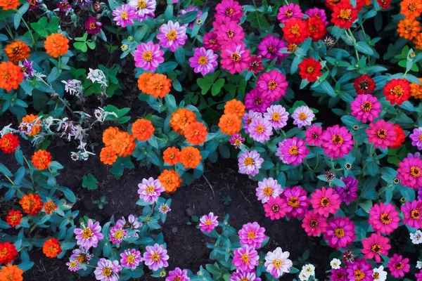 Liliputek Blume Garten — Stockfoto
