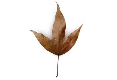 İzole edilmiş beyaz arkaplanda doğal kuru akçaağaç yaprağı kırpma yolu, Bilimsel adı Acer calcaratum Gagnep