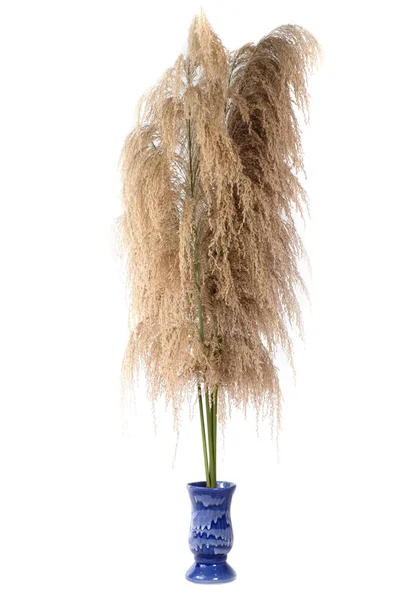 乾燥した野生の杖の花は一般的に白地に花瓶にカングラスとして知られています白地に花瓶にカングラスとして一般的に知られています — ストック写真