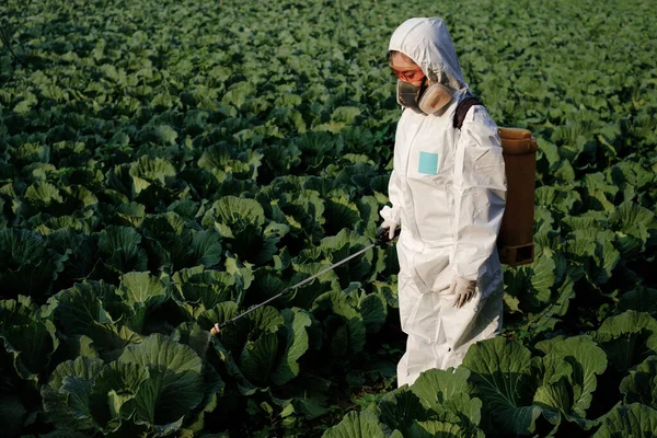 Female gardener in a protective suit and mask spray Insecticide and chemistry on huge cabbage vegetable plant