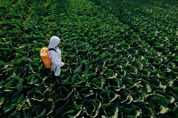身穿防护服 戴口罩的女园丁向大白菜植物喷洒肥料 — 图库照片