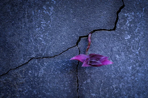 Purple Young Tree Plant Growing Cracked Concrete Floor — Stock Photo, Image