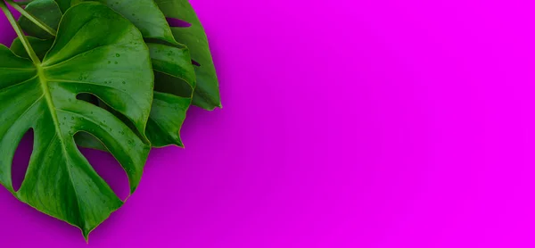 Tropical jungle Monstera plant leaves isolated on pink backgroun