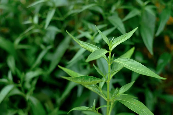 Kariyat泰国草药草本植物植物叶子 学名仙人掌花冠墙 原名尼斯湖水仙科它属于仙人掌科 — 图库照片