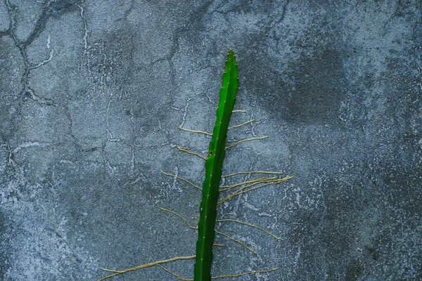 Kaktus Wächst Der Rissigen Betonwand — Stockfoto