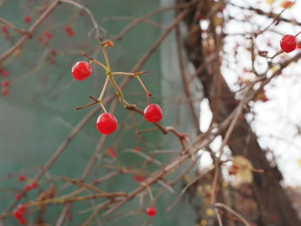 Bayas Rojas Del Viburnum Árbol Día Soleado Del Otoño — Foto de Stock