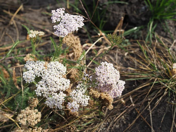 Medicinal Wild Herb Yarrow Achillea Millefolilium Plant Flowering Closeup — Stock Photo, Image