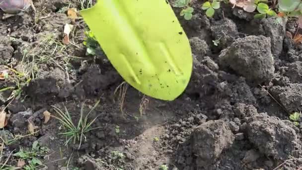 누군가 녹색 삽으로 땅에 구멍을 파고 있습니다 — 비디오