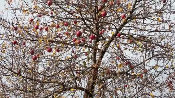 El huerto de manzanas quedó sin recolectar, jardín abandonado. Manzanas colgando de las ramas sin hojas — Vídeos de Stock