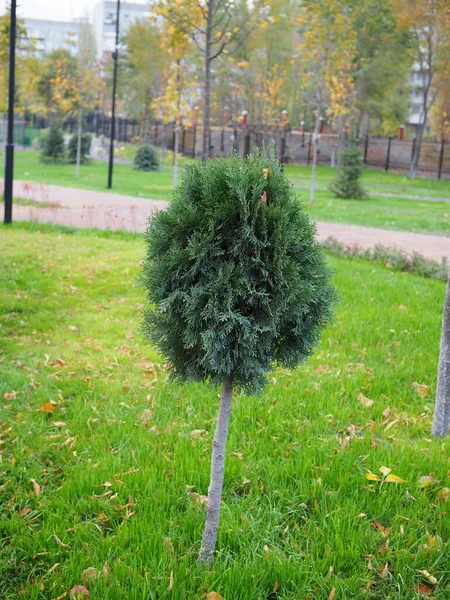 Thuja Tronco Projeto Paisagístico Parque Foto Vertical — Fotografia de Stock