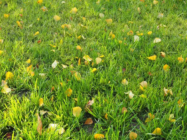 Feuilles Automne Sur Champ Herbe Verte Vue Haut — Photo