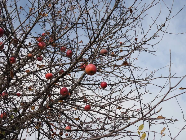 Старая Яблоня Перезрелыми Забытыми Яблоками Осенью Листьев — стоковое фото