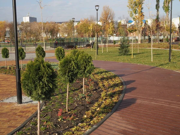 Thuja Törzs Táj Design Park — Stock Fotó