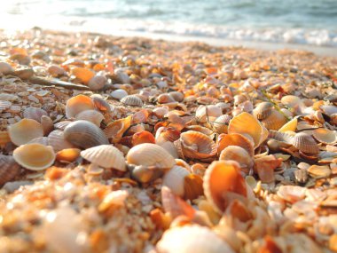 Deniz kenarında gün batımında güzel deniz kabuğu kumsalı.