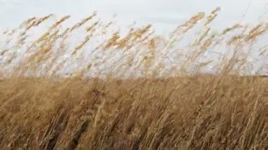 Kurumuş çayır çiçekleri rüzgarda hareket ediyor.