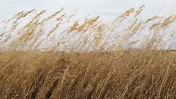 Suszone kwiaty łąki poruszające się na wietrze — Wideo stockowe
