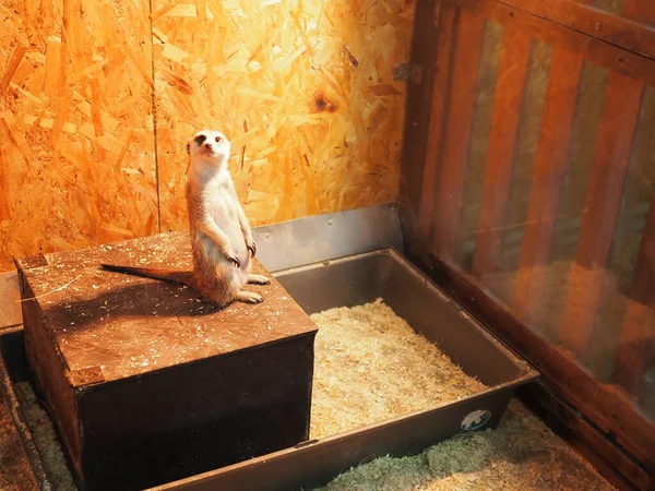 Nyfiken Meerkat Ett Zoo Artificiellt Ljus — Stockfoto