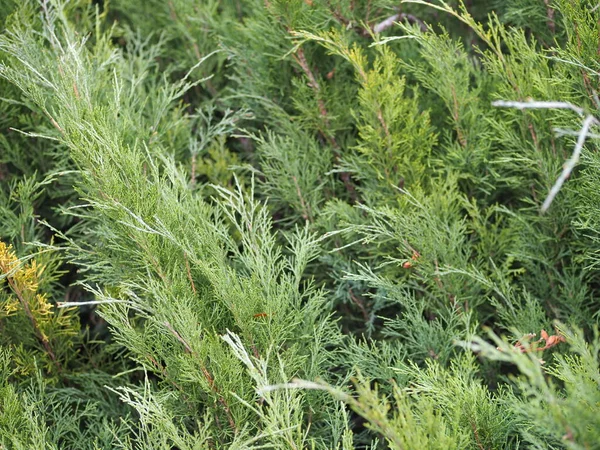 Nahaufnahme Von Schönen Grünen Weihnachtsblättern Von Thuja Bäumen Auf Grünem — Stockfoto