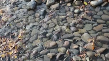 Vahşi doğadaki güzel şelalenin videosu. Net sularda yosunlu kayalar arasında akan su vahşi çevredeki berrak sulardadır. Akan su görüntüyü kapatır..
