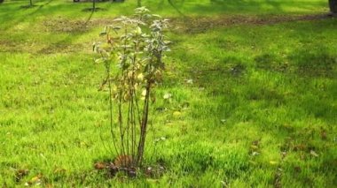 Yeni ekilmiş genç bir Bush 'un yaprakları rüzgârda sallanıyor. Sonbaharda şehir parkında.