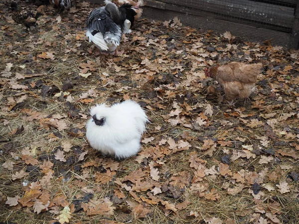 Белый Пушистый Цыпленок Птичьем Дворе — стоковое фото