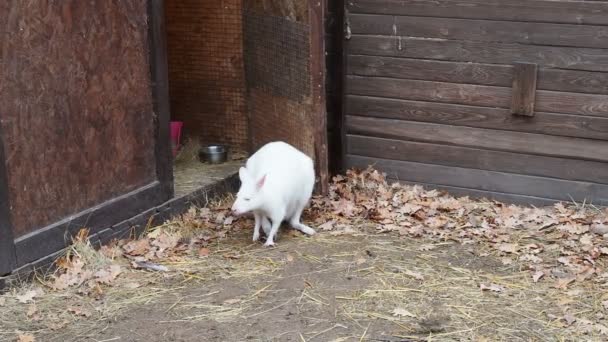 Raro Wallaby Albino Arriva Colazione — Video Stock