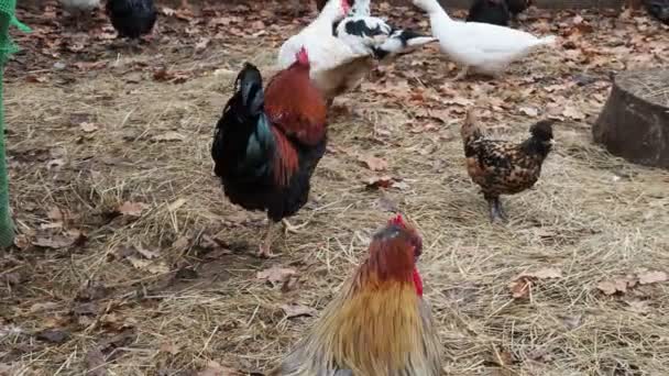 Pollos Gallos Gallinero Granja Campo — Vídeos de Stock