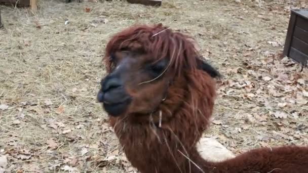 Retrato Uma Alpaca Ruiva Com Uma Pancada Raspada Olhos São — Vídeo de Stock