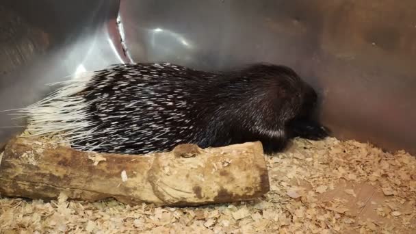 大規模なPorcupine 一般的なPorcupine 東アジアのPorcupine 背にコンクリートと小麦の藁でリラックスしている大きなポルトカップの閉じる — ストック動画