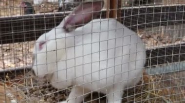 Kafesin arkasında beyaz tüylü tavşan
