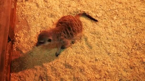 Suricate Curieux Dans Zoo Sous Lumière Artificielle — Video