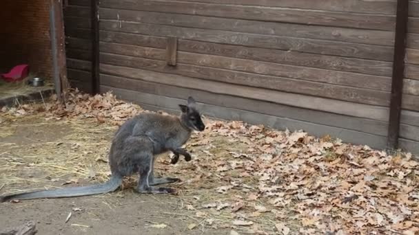 Grey Kangaroo Farm Autumn Eats — Stock Video