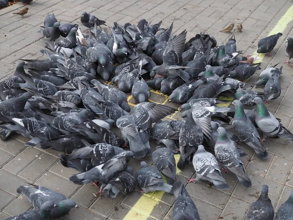 Een Kudde Stadsduiven Pikt Graan Stoep Zonnige Dag — Stockfoto