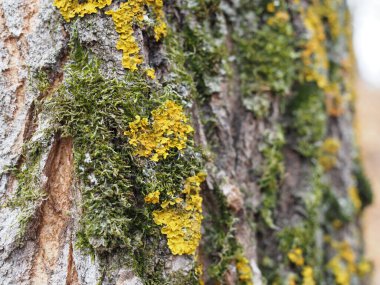 Yeşil Yosun Yakın plan Çekimde. değişken odak.