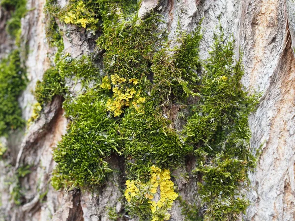 Musgo Verde Tronco Árvore — Fotografia de Stock