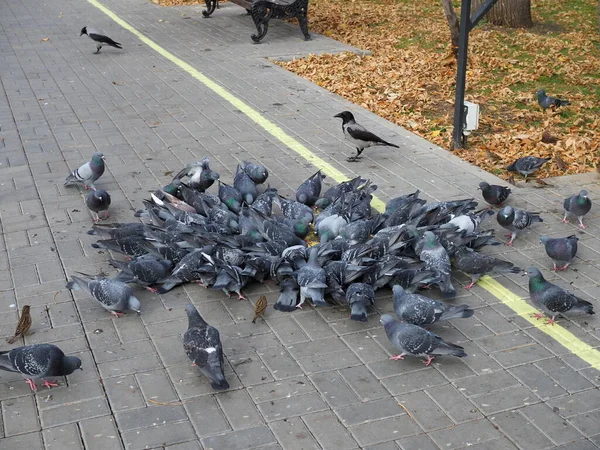 Een Kudde Stadsduiven Pikt Graan Stoep Zonnige — Stockfoto