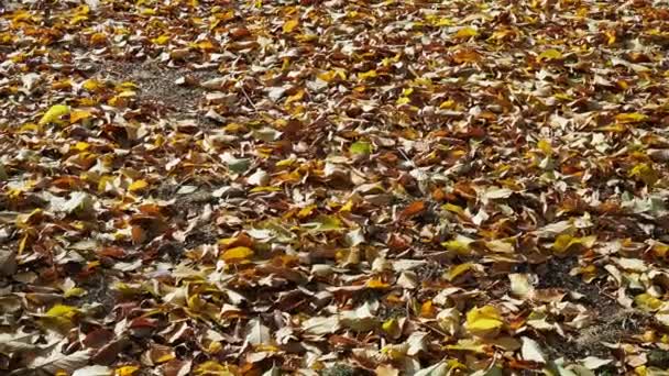 Hojas Otoño Sopladas Por Ráfagas Viento Disparo Realizado Una Zona — Vídeo de stock