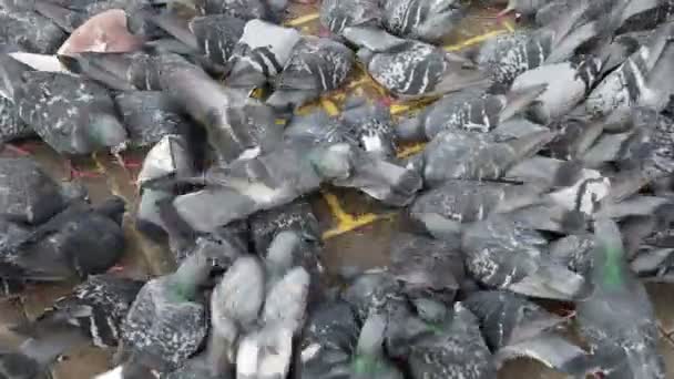 一群城市的鸽子在人行道上啄食谷粒 然后逃走了 — 图库视频影像