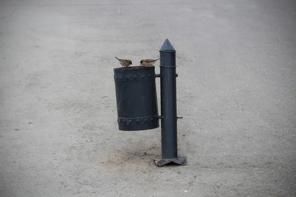 Zwei Spatzen Blicken Einen Mülleimer Auf Einer Straße Der Stadt — Stockfoto