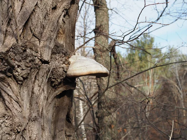 Mushroom growing on the side of a tree. chaga tree mushroom is the cure for coronavirus.