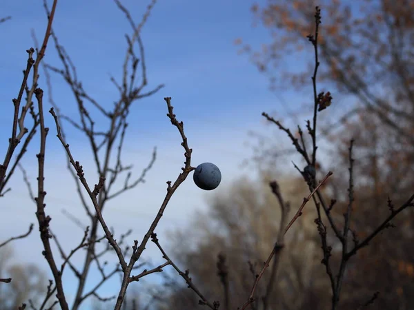 Spini Sălbatici Ramuri Goale Sfârșitul Toamnei Prunus Spinosa Concentrare Moale — Fotografie, imagine de stoc