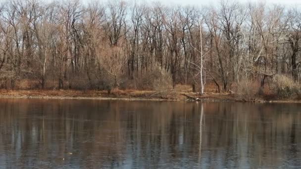 Finales Del Otoño Primer Hielo Lago Del Bosque Las Hummocks — Vídeo de stock