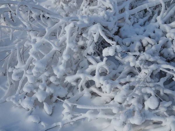 Świeża Warstwa Śniegu Pokrywała Gałęzie Krzewów Źdźbła Trawy Zmianę Pory — Zdjęcie stockowe