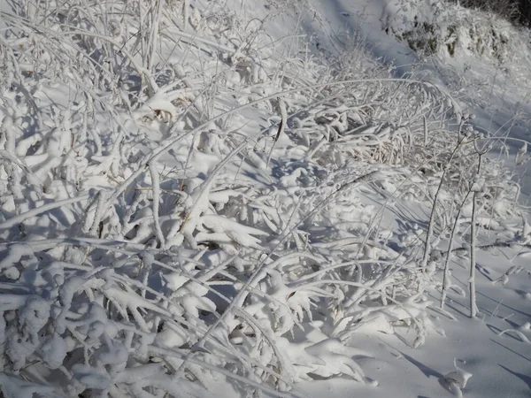 Φρέσκο Στρώμα Χιονιού Κάλυψε Κλαδιά Των Θάμνων Και Λεπίδες Του — Φωτογραφία Αρχείου