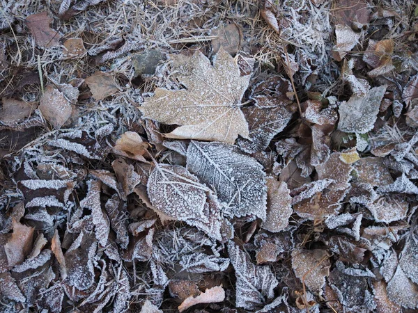 Feuilles Tombées Avec Givre Blanc Fond Naturel Abstrait Feuillage Gelé — Photo